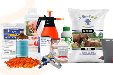 Choosing the Right Food for Your Furry Friend